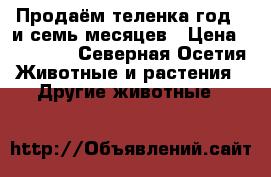 Продаём теленка год,  и семь месяцев › Цена ­ 35 000 - Северная Осетия Животные и растения » Другие животные   